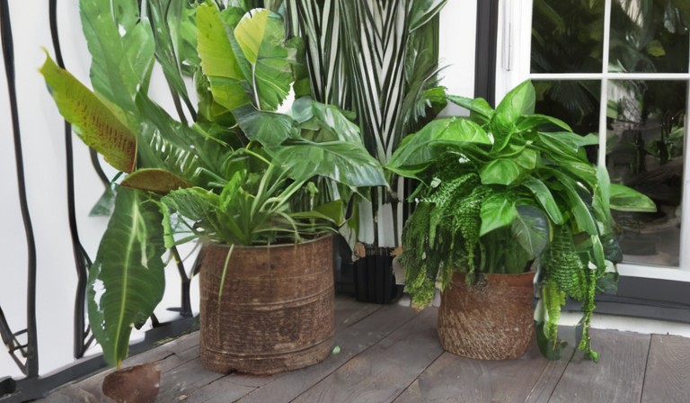 Why You Can Safely Place Houseplants Outdoors: Tips for Transitioning Your Plants to an Outdoor Environment