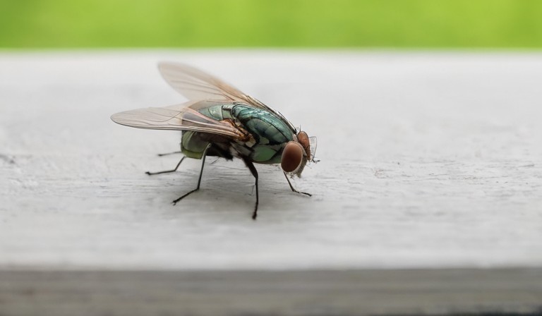 The Prevalence and Causes of Fly Infestations in Homes