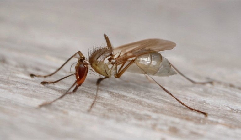 How to eliminate gnats infestation in your house?