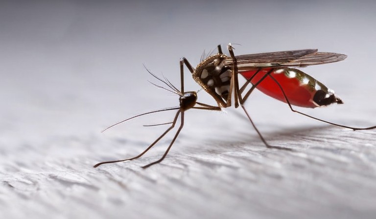 Effective Methods to Eliminate Mosquitoes in Your Home