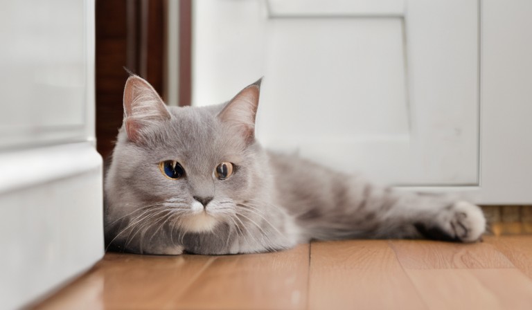 The Ideal Duration for Leaving a Cat Alone at Home: Factors and Recommendations