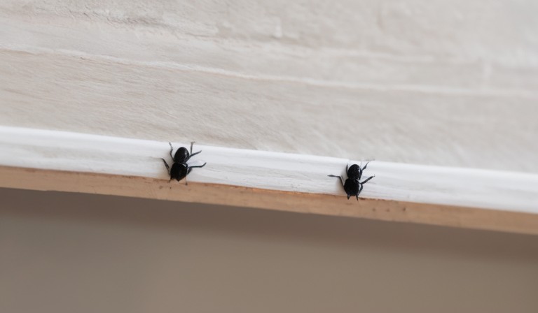 The Intriguing World of Tiny Black House Bugs: Identifying and Dealing with Common Household Pests