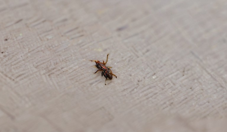 Common Household Pests: Identifying and Dealing with Tiny Bugs in Your Home