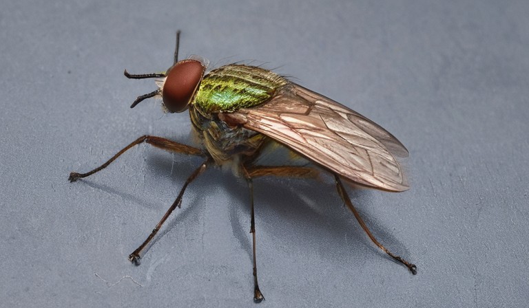 Understanding the Factors that Attract Horse Flies into Homes: An Insightful Analysis