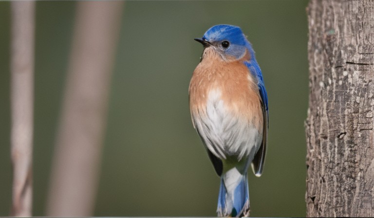 The Ideal Orientation for Bluebird Houses: Best Facing Direction for Optimal Nesting Success