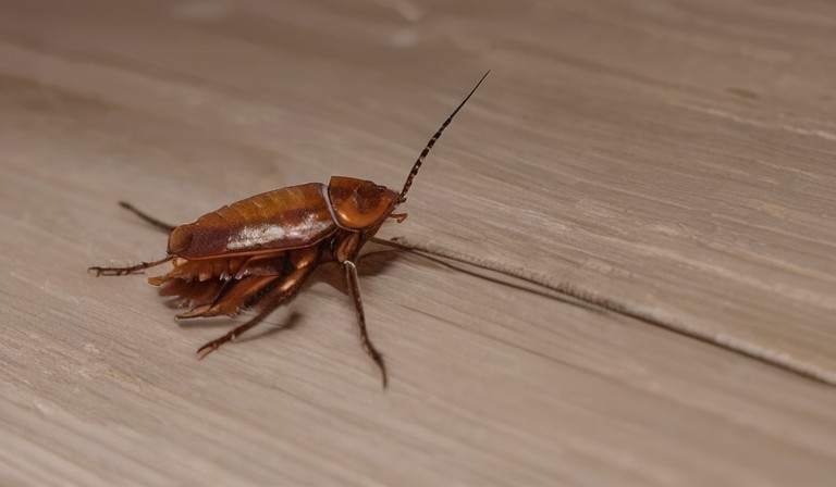Unraveling the Mystery: The Occurrence of Dead Roaches in Your Home