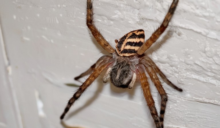 Unveiling the Mystery: Understanding the Surge of Spiders in Your Home