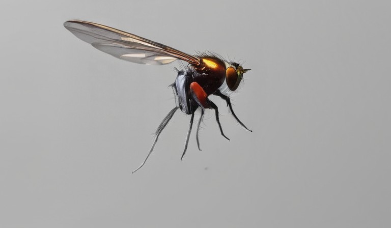 The Puzzling Presence of Flies: Understanding and Tackling the Infestation in Your Home