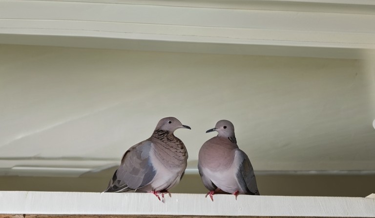 The Curious Case of Doves: Understanding Their Presence Around Your House