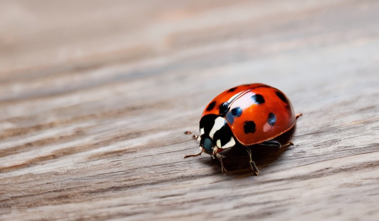 The Unexpected Invasion: Unraveling the Mystery of Ladybugs in Your Home