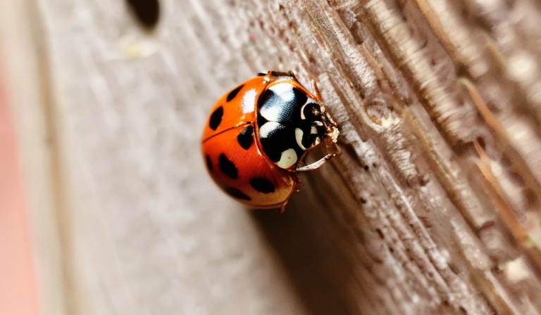 Understanding Ladybug Infestations: Causes and Solutions