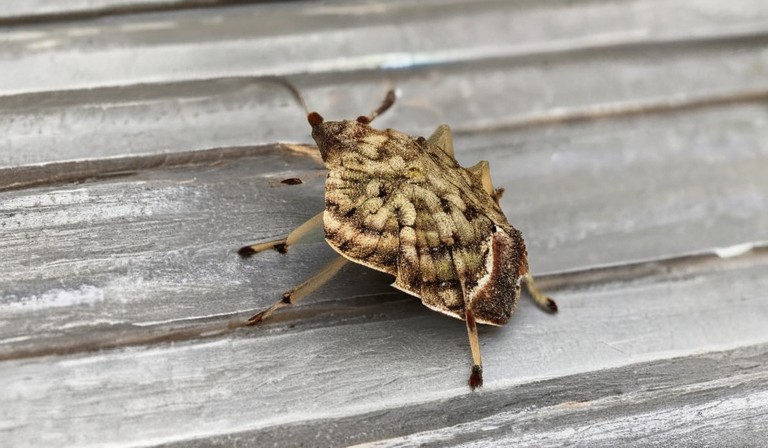 Understanding the Attraction of Stink Bugs to Residential Homes