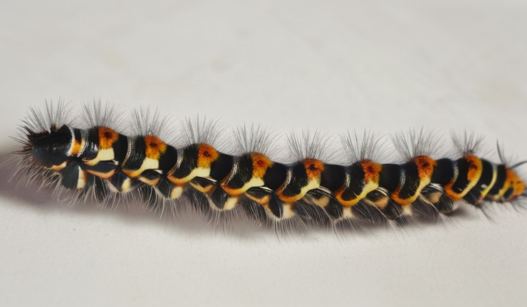 Exploring the Presence of Caterpillars in Your House: Causes and Solutions