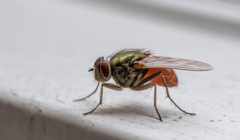 Exploring the Phenomenon: Understanding the Presence of Flies in Houses During Winter