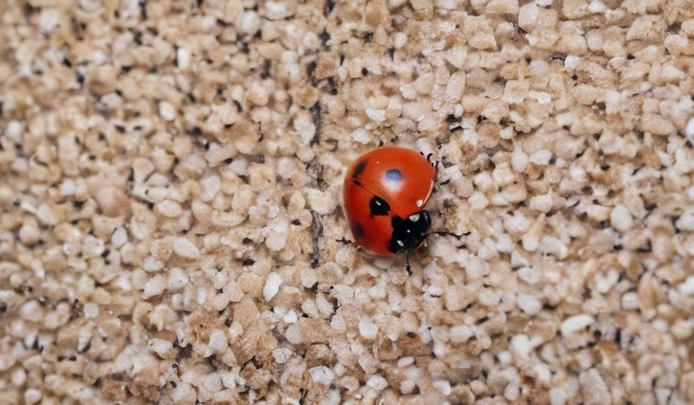 Exploring the Reasons Behind the Presence of Ladybugs in Your House