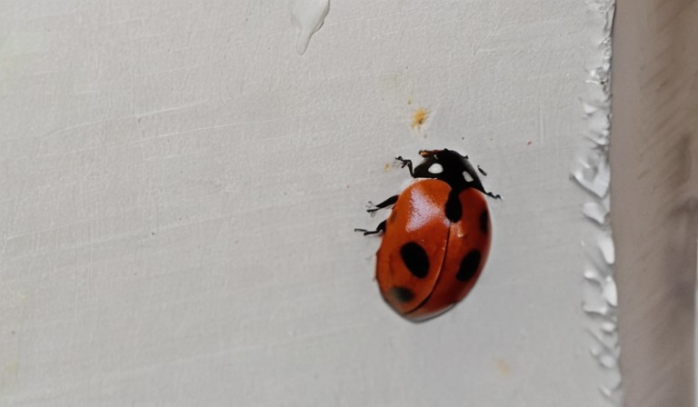 The Surprising Reasons for the Abundance of Ladybugs in Your Home