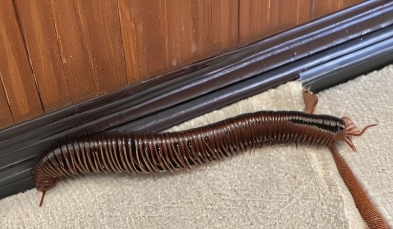 The Proliferation of Millipedes in Residential Spaces: Causes and Solutions