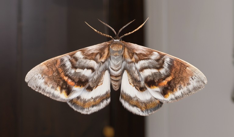 The Proliferation of Moths Inside Homes: Understanding the Causes and Solutions