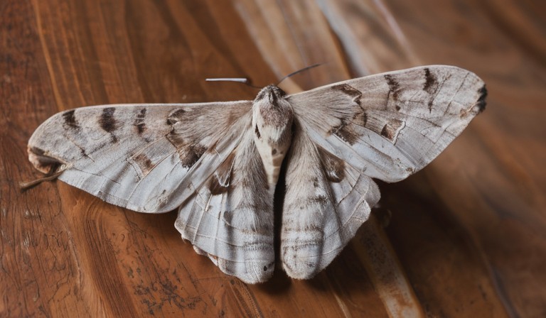 The Science Behind the Presence of Moths in Residential Environments