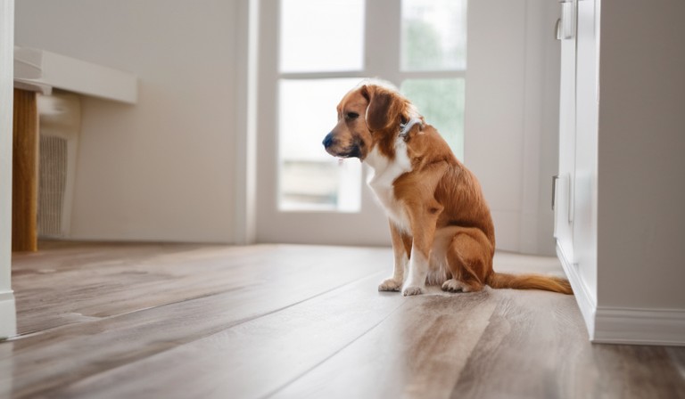 Understanding the Reasons Behind Your Dog's Sudden Change in Bathroom Habits