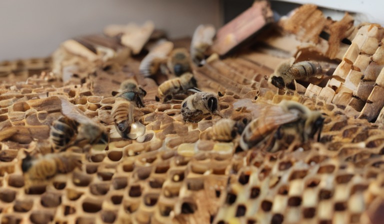 The Mystery Unveiled: The Occurrence of Dead Bees Inside Homes