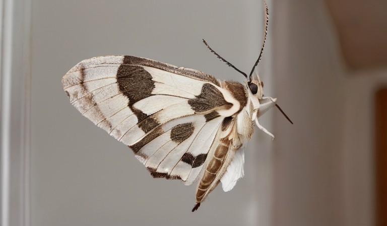 Understanding the Attraction: Unraveling the Mystery of Moths in Your House