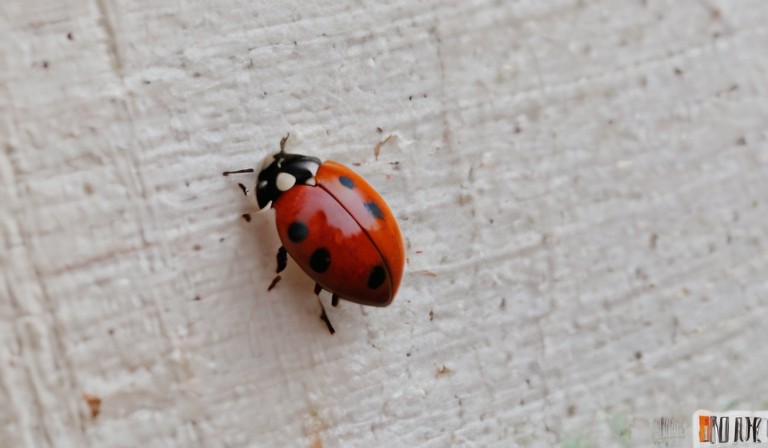 The Intriguing Presence of Ladybugs in Your Home: Exploring the Reasons Behind Their Unexpected Arrival