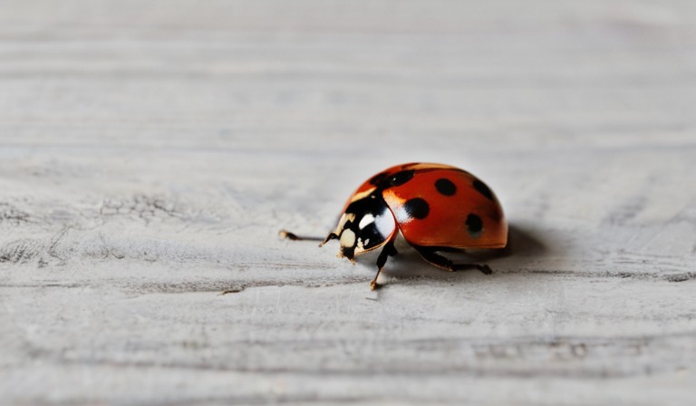 Understanding the Presence of Ladybugs in Your Home: Possible Reasons and Solutions