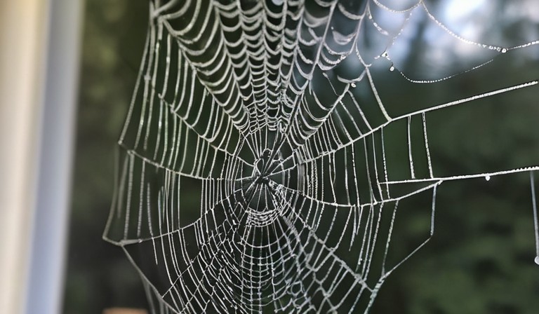 Exploring the Prevalence of Cobwebs: Unraveling the Mystery Behind their Abundance in Outdoor Spaces