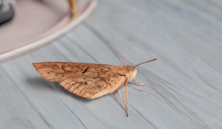 The Surprising Presence of Small Moths in Your House: Causes and Solutions