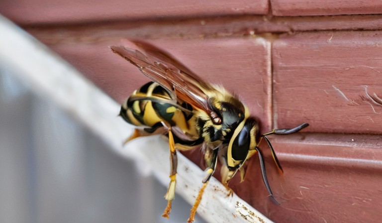 Unveiling the Mystery: Discovering the Reason for Frequent Yellow Jacket Sightings in Your House