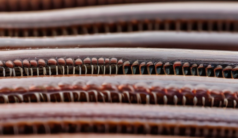 The Unexpected Invasion: Unraveling the Mystery Behind Sudden Millipede Infestations in Homes.