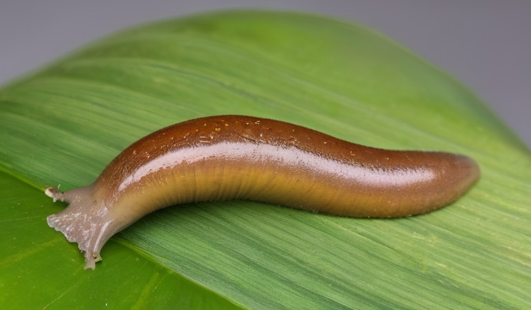 Understanding the Invasion: The Persistence of Slugs in Your Home