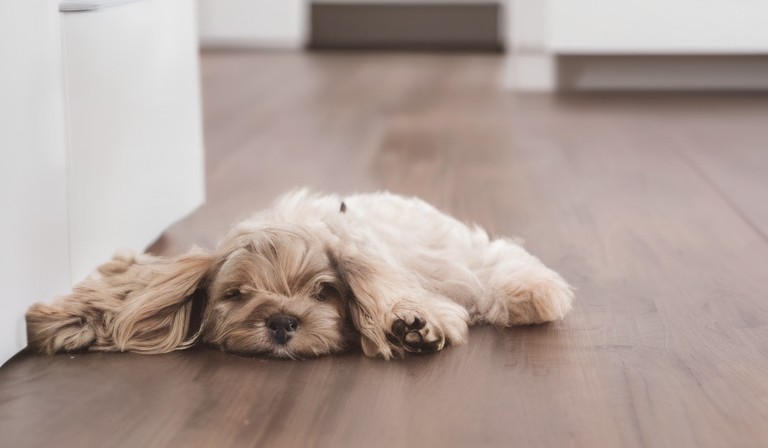 Why Does My Dog Have Accidents Inside the House: Understanding the Possible Reasons