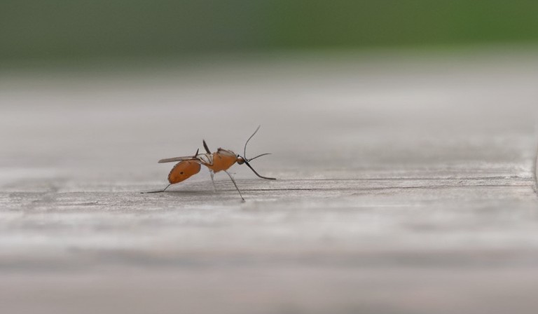 Understanding the Presence of Gnats in Your Home: Causes and Solutions