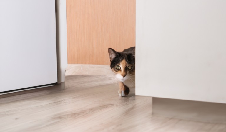 Investigating the Reason Behind the Persisting Cat Urine Odor in Your Home