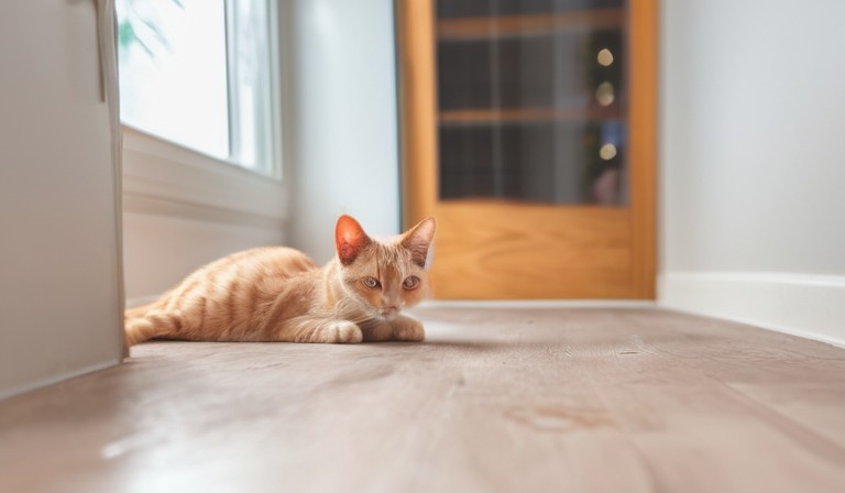Exploring the Causes: Understanding the Unpleasant Cat Urine Odor in Your House