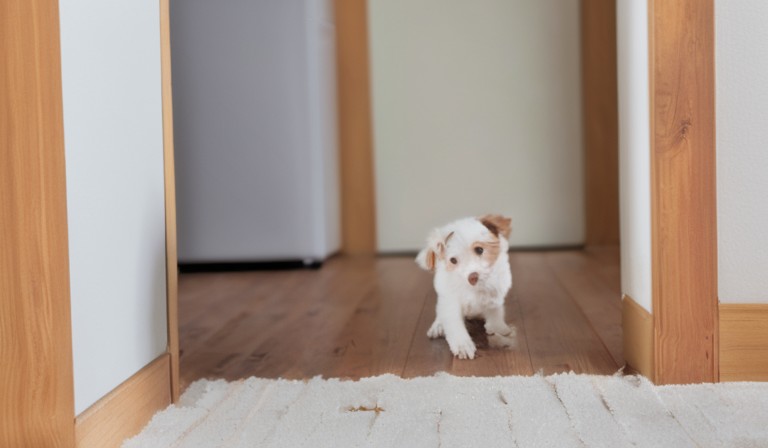 Understanding the Possible Reasons Behind a Dog's Sudden Indoor Defecation