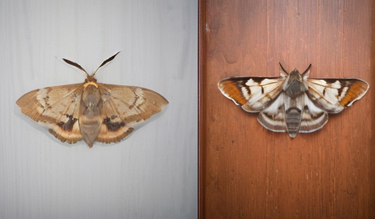 The Mystery Unveiled: The Reasons Behind Moths Invading Your Home