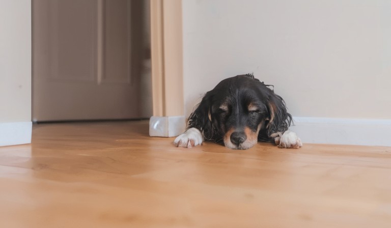 Understanding the Sudden Change: Why is Your Dog Pooping in the House?