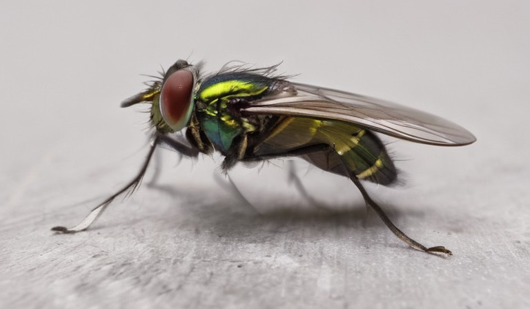 Unraveling the Mystery: Discovering the Reason Behind the Influx of Flies in Your Home