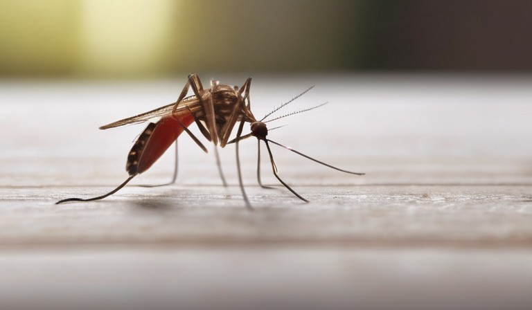 The Presence of Mosquitoes Inside: Causes and Solutions