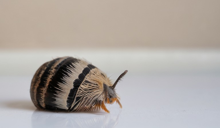 The Intriguing Presence of Rolly Pollies in Your Home: Exploring the Reasons Behind Their Adaptation