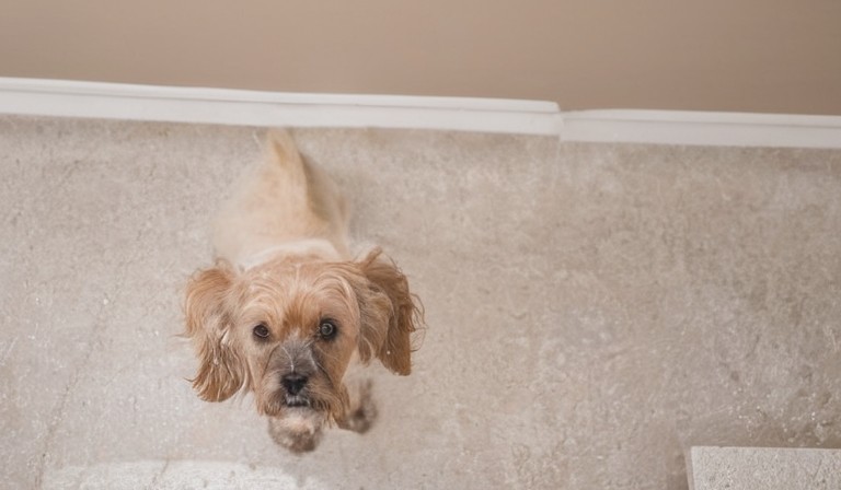 The Reasons Behind Dogs Suddenly Exhibiting Inappropriate Elimination Behavior Indoors
